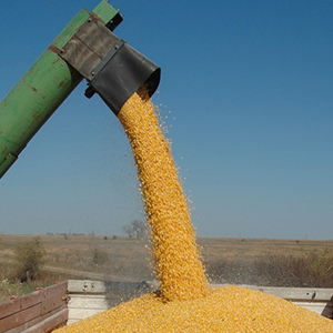 Производитель зерна