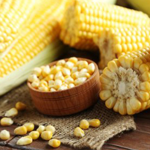 Выращивание кукурузы