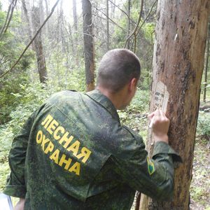 Охрана и защита леса