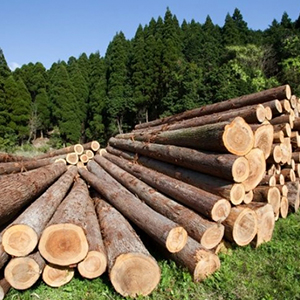 Производство продукции деревообработки