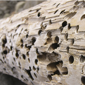 Обработка древесины от насекомых