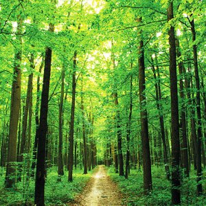 Охрана и защита леса