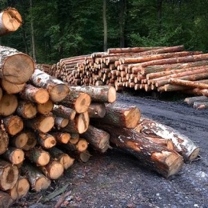 Отпуск древесины на корню для населения