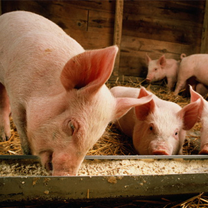 Ветеринарные товары для свиней