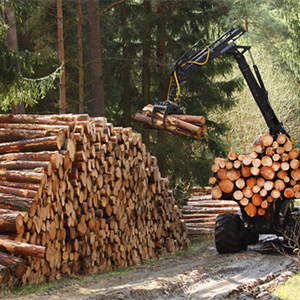 Продукция лесного хозяйства
