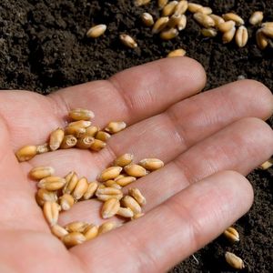 Реализация семян для сельских хозяйств