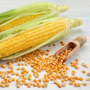 Производство семян кукурузы