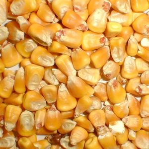 Семена кукурузы для сельских хозяйств