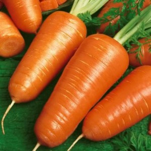 Морковь белорусская