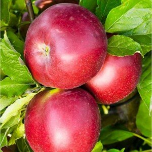 Яблоки белорусские