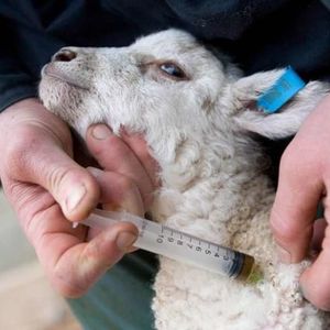 Вакцинация животных