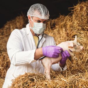 Ветеринарная консультация