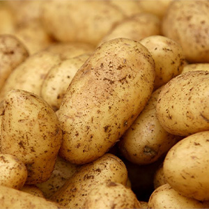 Картофель оптом
