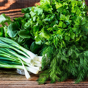 Купить салатную зелень оптом