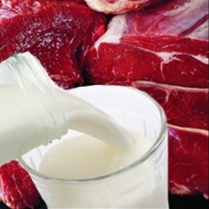 Производство молока, мяса КРС