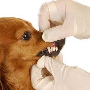Стоматология ветеринария