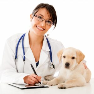 Консультация ветеринара