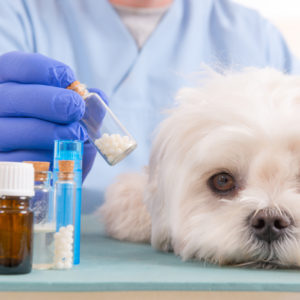 Производство ветеринарной продукции для собак