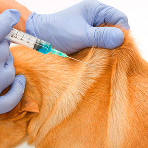 Профилактические вакцинации животных