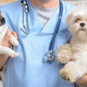 Ветеринарные услуги домашним животным