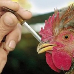 Вакцинация животных, птиц