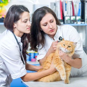Предоставление ветеринарных услуг