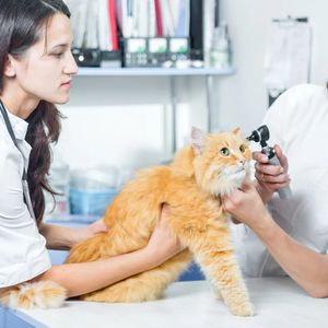 Ветеринарные услуги животным