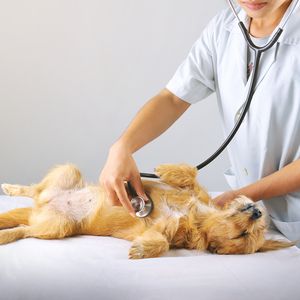 Оказание ветеринарных услуг