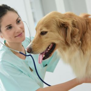 Вызов ветеринарного врача на объект