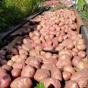 Выращивание сортового картофеля