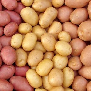 Продажа оптом сортового картофеля