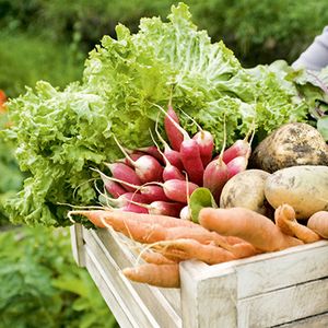 Выращивание овощных культур