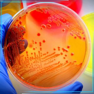 Бактериологические исследования