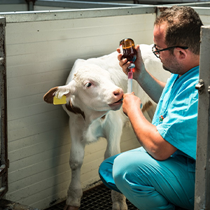 Ветеринарные препараты для мелкого рогатого скота