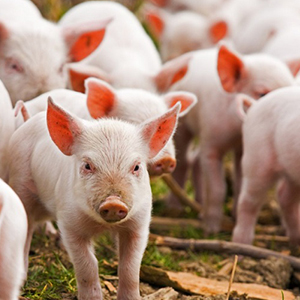 Ветеринарные препараты для свиней