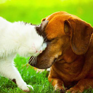 Ветеринарные препараты для собак, кошек