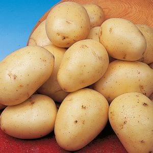 Сорта среднеспелого картофеля