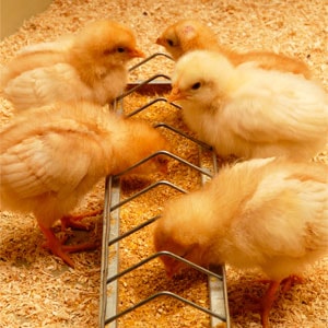 Комбикорм для цыплят-бройлеров