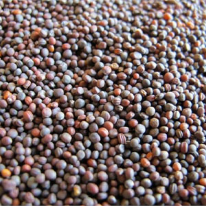 Шрот из семян редьки масличной тостироваанный 