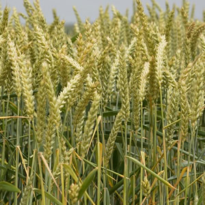 Возделывание зерновых культур