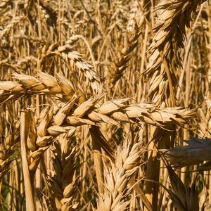 Реализация продукции зерновых культур
