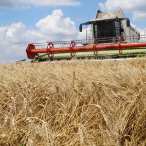 Обработка зерновых и зернобобовых культур