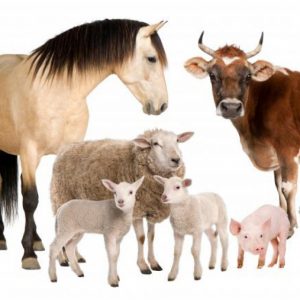 Ветеринарные препараты для с/х животных