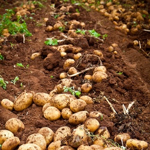 Выращивание картофеля продовольственного