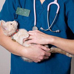 Лечебно-профилактические услуги для домашних животных