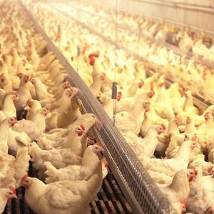 ПК-6 – для цыплят бройлеров возраста 20 дней до убоя СТБ 1842-2008