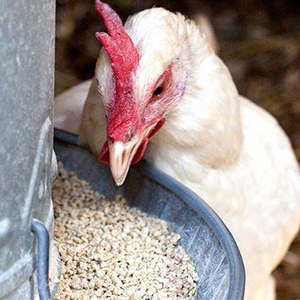 ПК-1-15 для кур несушек СТБ 1842-2008