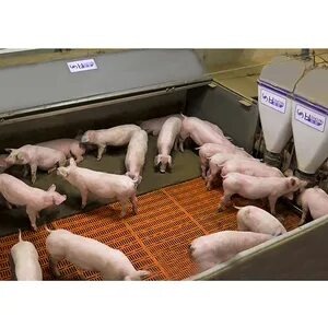 СК-16 0 для поросят возраста 43-60 дней СТБ 2111-2010