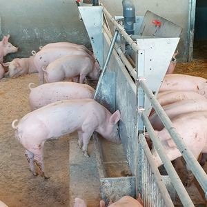 СК-21 для поросят возраста 61-104 дня СТБ 2111-2010