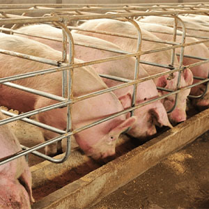 СК-26 – для откорма свиней 1 периода СТБ 2111-2010